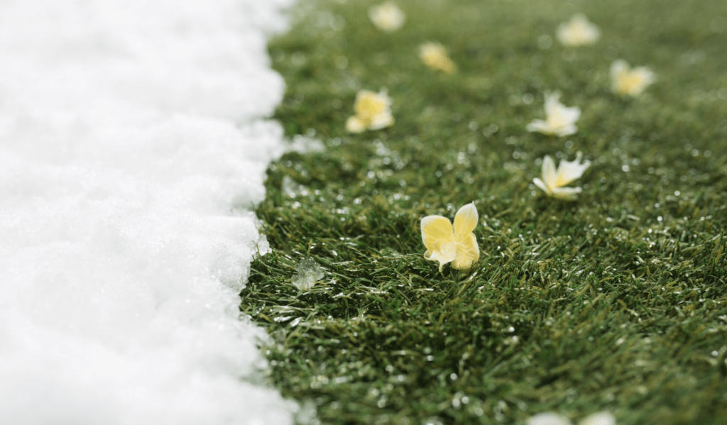 snow melting off grass 