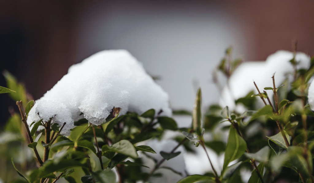 snow melting off of plants on landscaping project 